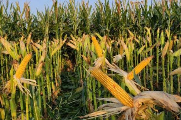 冀玉911玉米品种简介，适宜密度为5000株/亩左右