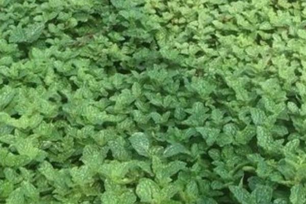 薄荷的管理方法，3-4月份要中耕除草数次