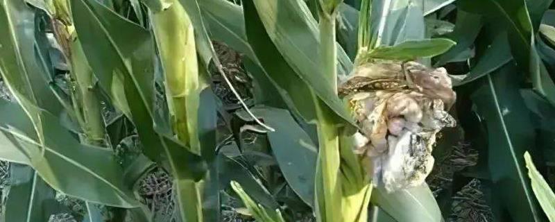 玉米地瘤黑粉病