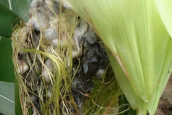 玉米地瘤黑粉病,病部呈瘤状