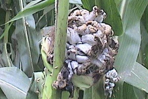 玉米地瘤黑粉病,病部呈瘤状