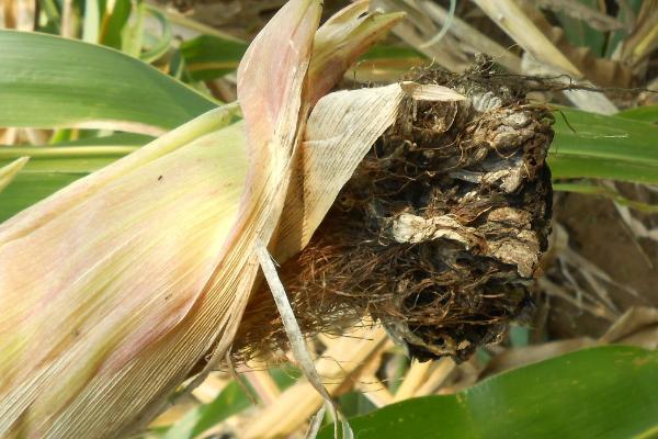 玉米地瘤黑粉病,病部呈瘤状