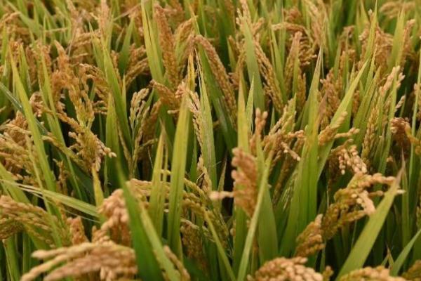 龙粳1624水稻种植要点,适宜在黑龙江省种植