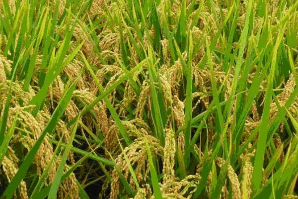 龙粳1624水稻种植要点,适宜在黑龙江省种植