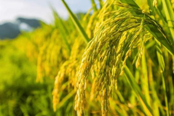 龙粳1624水稻种植要点,适宜在黑龙江省种植