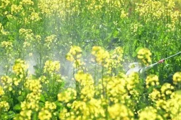 怎么对油菜使用硼肥，可作为底肥或叶面喷施