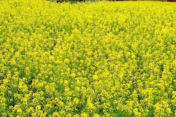 怎么对油菜使用硼肥，可作为底肥或叶面喷施