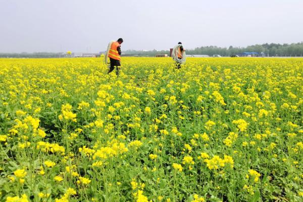 怎么对油菜使用硼肥，可作为底肥或叶面喷施