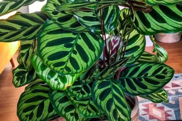 孔雀竹芋能否净化空气，具有吸收氨气和甲醛的能力