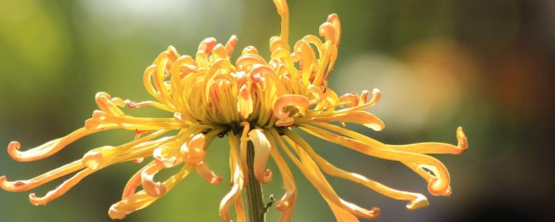 菊花喷农药的使用注意事项