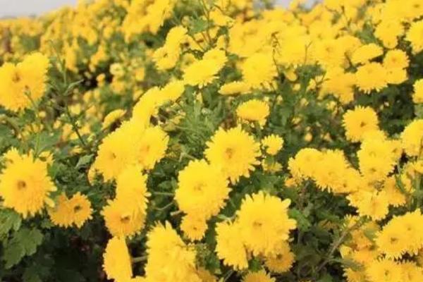 菊花喷农药的使用注意事项,这几点需谨慎