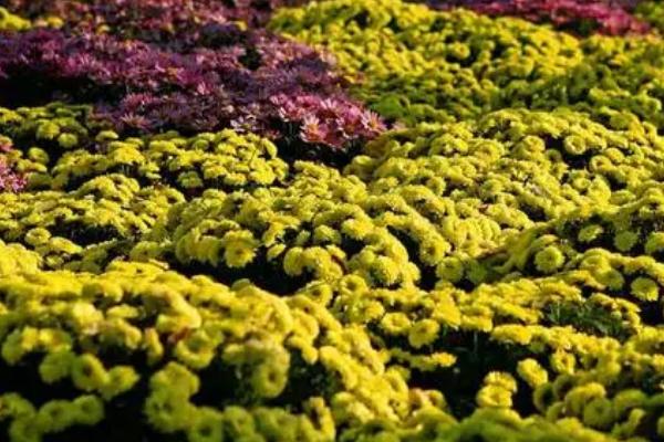 菊花喷农药的使用注意事项,这几点需谨慎