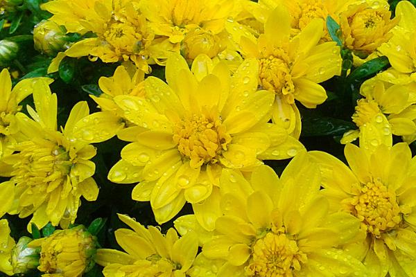 菊花喷农药的使用注意事项,这几点需谨慎