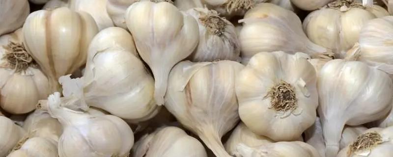 秋播大蒜种植技术