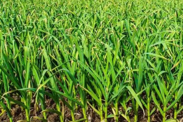 秋播大蒜种植技术,入选的种蒜要进行掰瓣