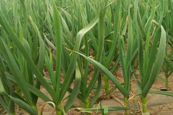 秋播大蒜种植技术,入选的种蒜要进行掰瓣