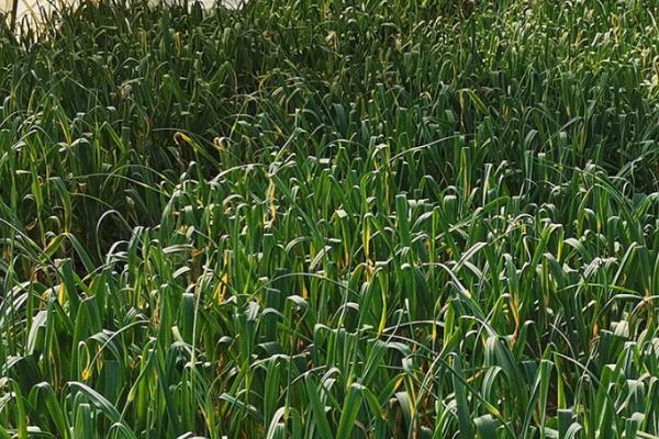 秋播大蒜种植技术,入选的种蒜要进行掰瓣