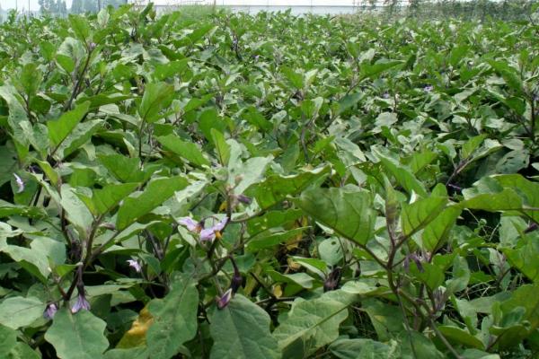 茄子底肥用什么复合肥，腐熟的有机肥和化肥混合使用