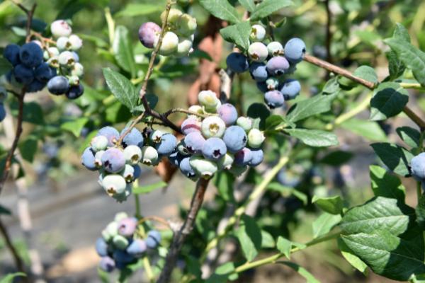 蓝莓喜欢酸性还是碱性土壤,喜欢酸性土壤