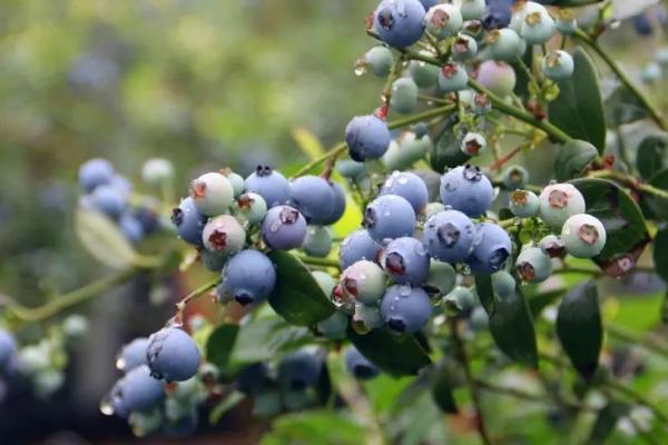 蓝莓喜欢酸性还是碱性土壤,喜欢酸性土壤