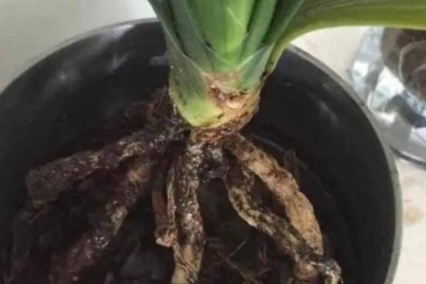 君子兰烂根的急救方法，及时切掉腐烂的根系