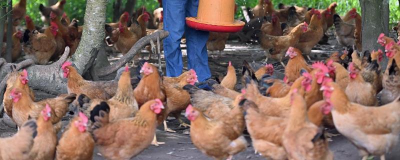 文昌鸡是什么鸡