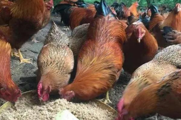 文昌鸡是什么鸡,是一种肉鸡