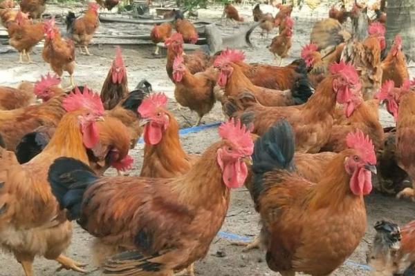 文昌鸡是什么鸡,是一种肉鸡