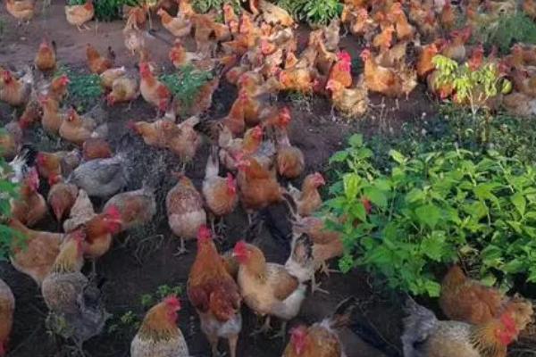 文昌鸡是什么鸡,是一种肉鸡