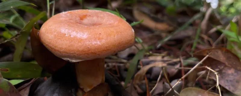 松树菌几月份开始生长