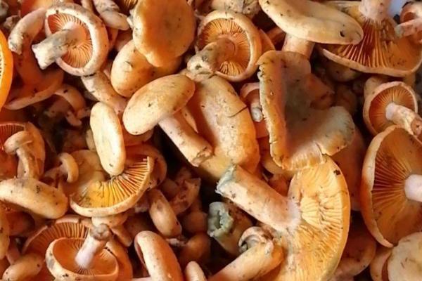 松树菌几月份开始生长,5-6月份和9月份就会开始生长