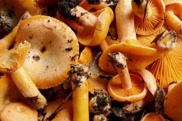 松树菌几月份开始生长,5-6月份和9月份就会开始生长