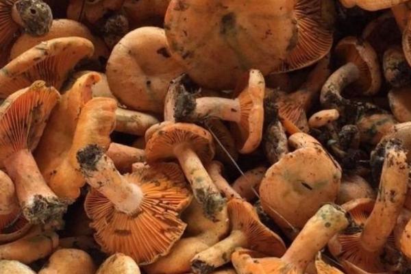 松树菌几月份开始生长,5-6月份和9月份就会开始生长