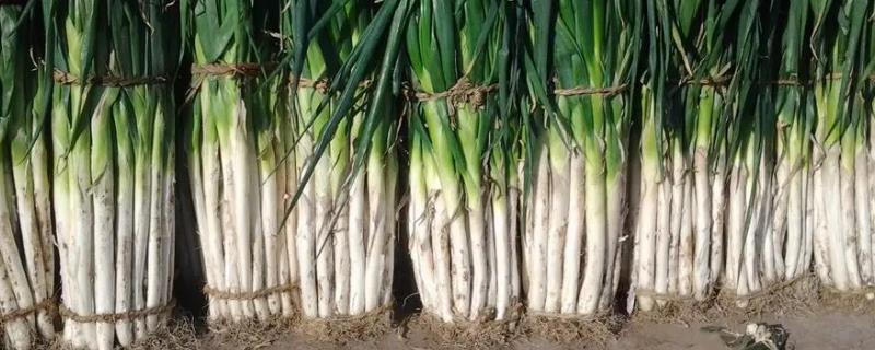 大葱防病种植技术