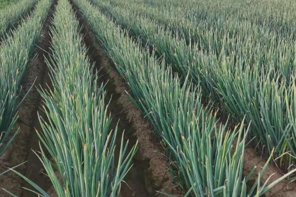 大葱防病种植技术,用栽植过大葱的土壤种植为佳