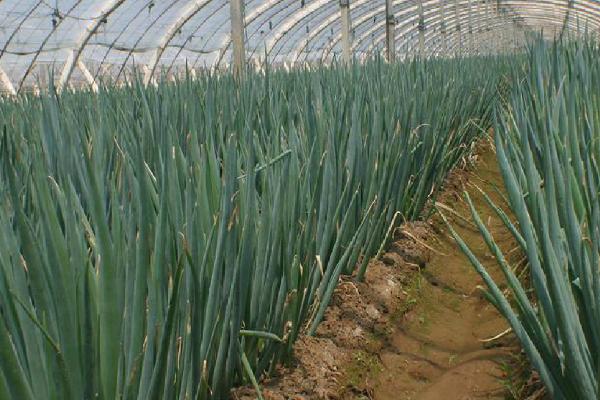 大葱防病种植技术,用栽植过大葱的土壤种植为佳