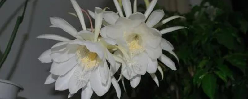 昙花和令箭荷花的区别