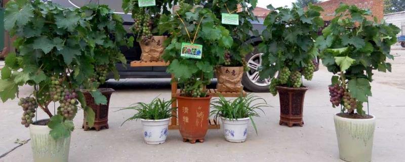 葡萄的盆栽方法