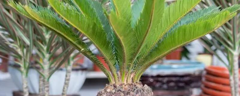 盆栽铁树冬天能放在室外吗