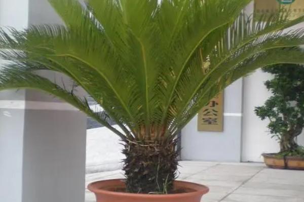 盆栽铁树冬天能放在室外吗,铁树怕冷不适合放室外