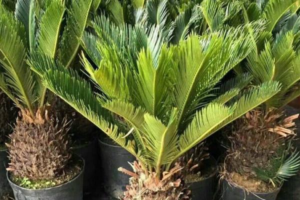 盆栽铁树冬天能放在室外吗,铁树怕冷不适合放室外