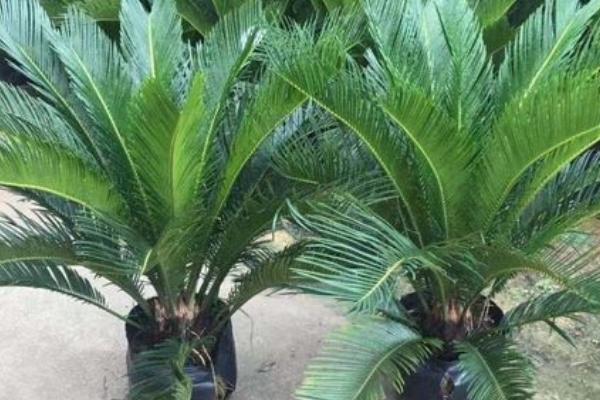 盆栽铁树冬天能放在室外吗,铁树怕冷不适合放室外