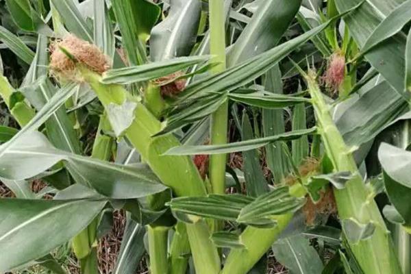 RM678玉米种子特征特性，高抗禾谷镰孢茎腐病