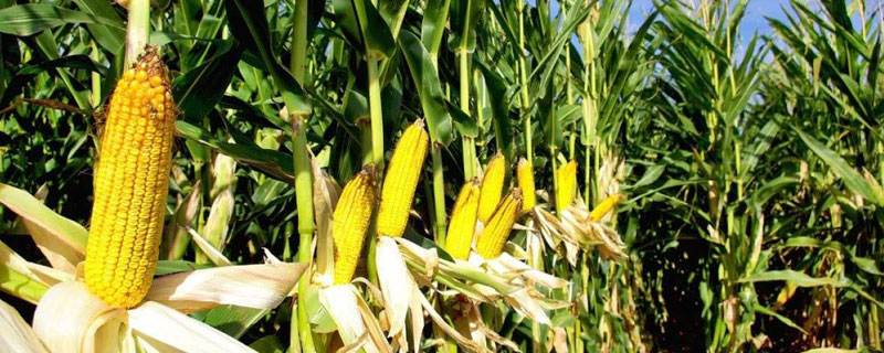 锦华175玉米种子介绍