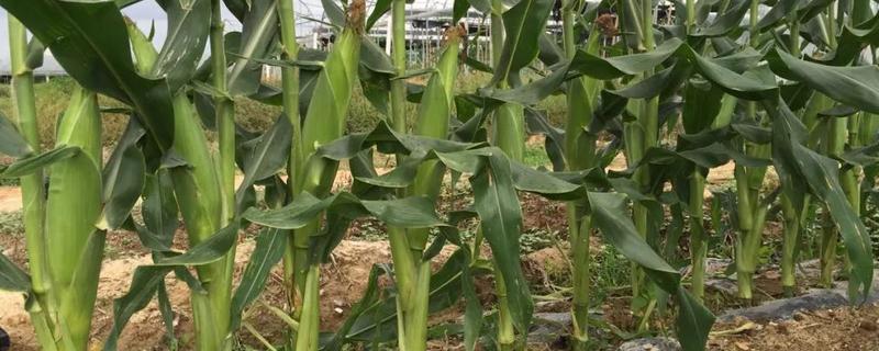 兆育88玉米种子特点