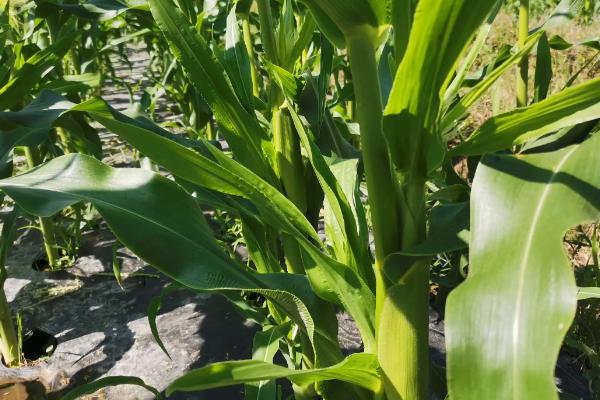 蠡昊5号玉米种简介，高抗茎腐病和小斑病