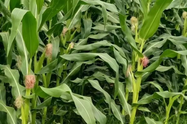 蠡昊5号玉米种简介，高抗茎腐病和小斑病