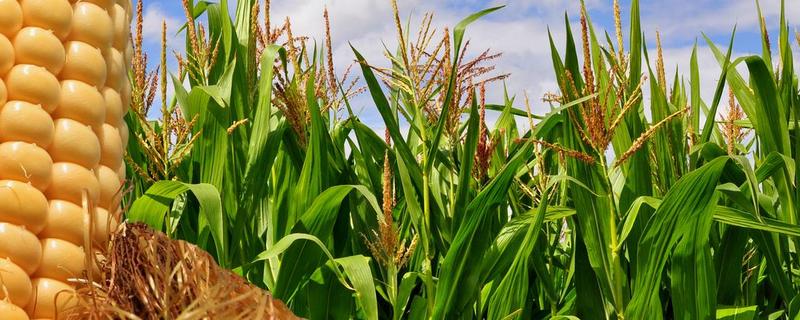 永协115玉米种子特征特性