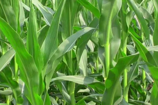 永协115玉米种子特征特性，适宜播期6月5日～25日