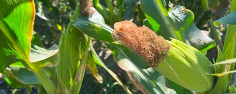 艾玉222玉米种子特点